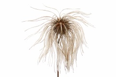 clematis_05Feb25