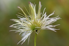 clematis_14Sep25