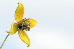 clematis_23Oct25