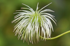 clematis_25Oct25