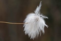 clematis_27Dec21