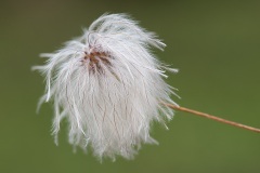 clematis_28Dec21