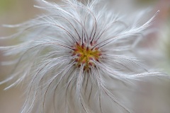 clematis_29Dec21