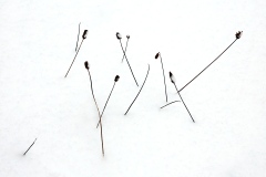 cold-still-life_01Jan22