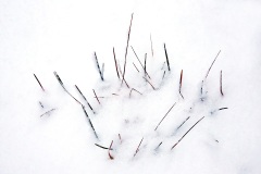 cold-still-life_31Dec21