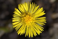 coltsfoot_19Mar24