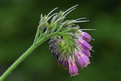 comfrey_16May22