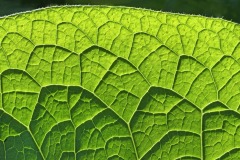 comfrey_22Aug25