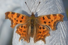 comma-butterfly_10Mar26