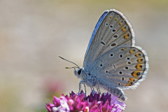 common-blue_13Jul26