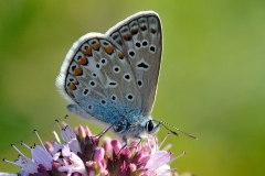 common-blue_15Aug13