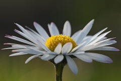 common-daisy_03Mar24