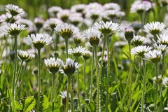 common-daisy_23Apr24