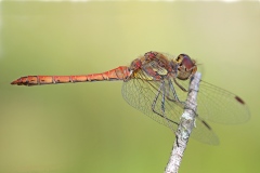 common-darter_08Sep25