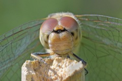 common-darter_17Sep25