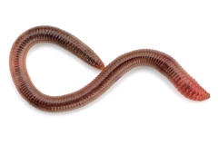 common-earthworm_13Feb26