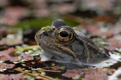 common-frog_29Mar09