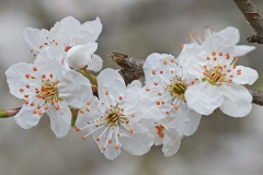 common-hawthorn_01Apr24