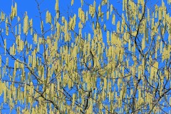 common-hazel_06Feb25