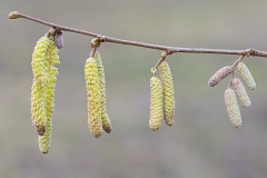 common-hazel_27Jan26