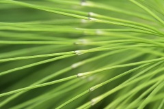 common-horsetail_14Aug22