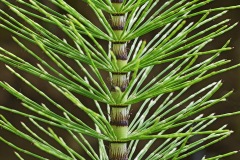 common-horsetail_22Jun22