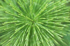 common-horsetail_23Jun22