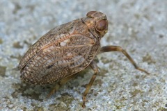 common-issid-bug_15Jun24