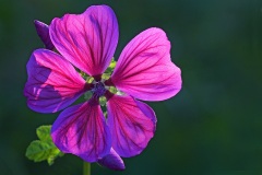 common-mallow_19Jul22