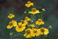 common-sneezeweed_19Aug23