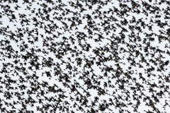 common-starlings_31Oct22