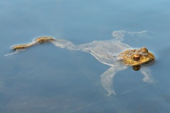 common-toad_03Mar26