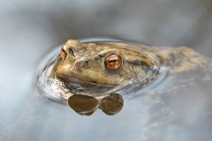 common-toad_04Mar26