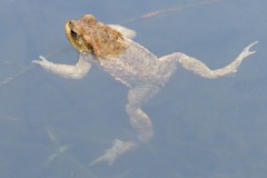 common-toad_12Mar24