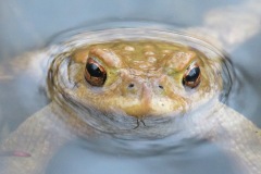 common-toad_13Mar24