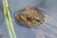 common-toad_14Mar24
