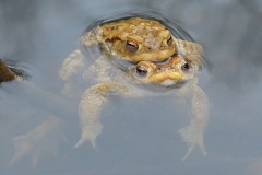 common-toad_15Mar24