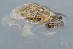 common-toad_16Mar24