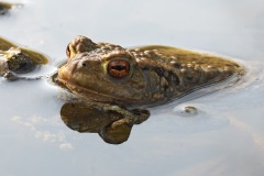 common-toad_28Mar22