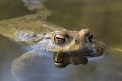 common-toad_29Mar22