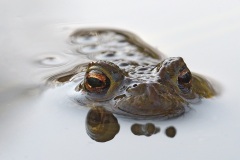common-toad_30Mar22
