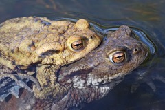 common-toads_05Mar26