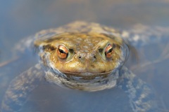 common-toads_06Mar26