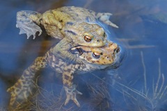 common-toads_07Mar26