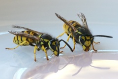 common-wasp_25Jul22