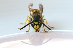 common-wasp_26Jul22