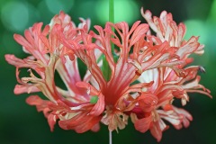coral-hibiscus_11Feb24