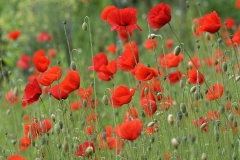 corn-poppies_01Jun19