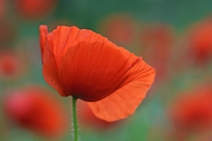 corn-poppy_03Jun19