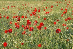 corn-poppy_11Jul23